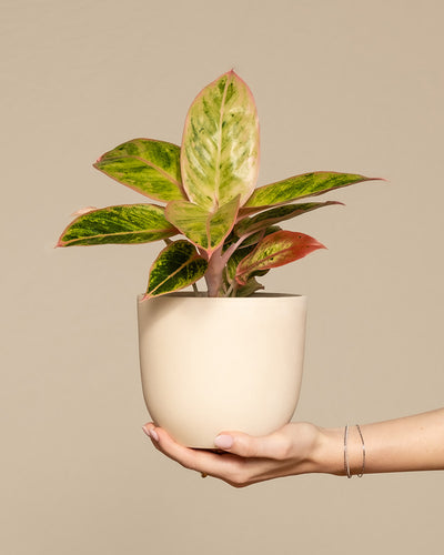 Hand, welche die Aglaonema Salmon Fantasy hält