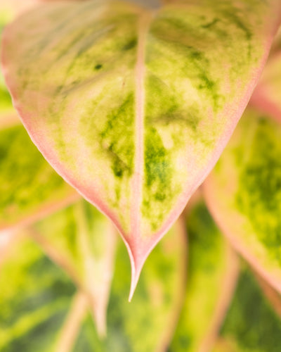 Detailaufnahme von Aglaonema Salmon Fantasy