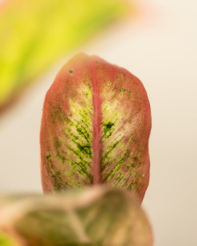 Detailaufnahme von Aglaonema Salmon Fantasy