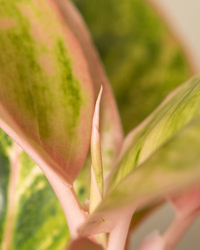 Detailaufnahme von Aglaonema Salmon Fantasy
