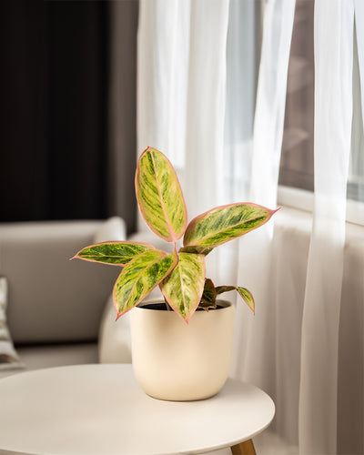 Wohnzimmeraufnahme von Aglaonema Salmon Fantasy