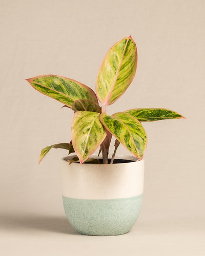 Aglaonema Salmon Fantasy im minten Keramiktopf Variado