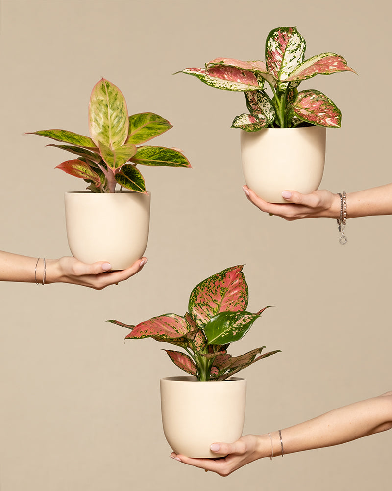 drei Hände, welche das bunte Aglaonema-Trio in der Hand hält