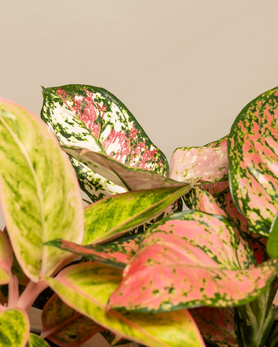 Detailaufnahme vom bunten Aglaonema-Trio