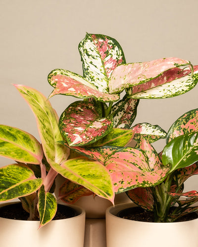 Detailaufnahme vom bunten Aglaonema-Trio