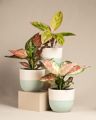 bunten Aglaonema-Trio im minten Keramiktopf Variado