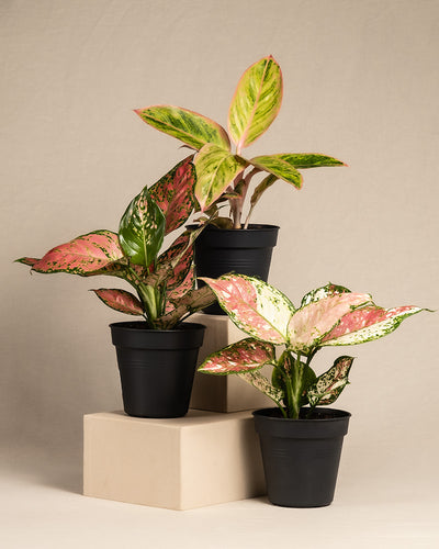 buntes Aglaonema-Trio ohne Übertopf