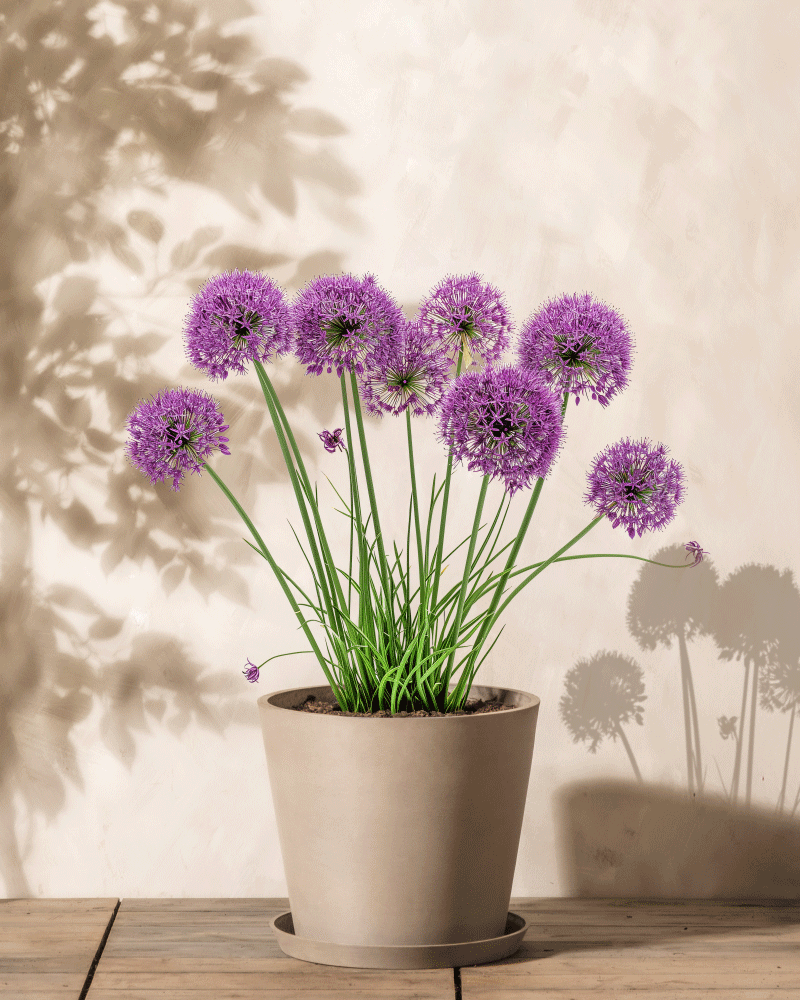 Ein beiger Topf mit Allium (Lila) mit runden violetten Blüten auf hohen grünen Stielen steht auf einer Holzoberfläche und wirft weiche Schatten auf eine helle Wand.