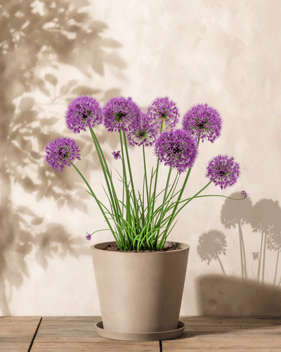 Ein beiger Topf mit Allium (Lila) mit runden violetten Blüten auf hohen grünen Stielen steht auf einer Holzoberfläche und wirft weiche Schatten auf eine helle Wand.