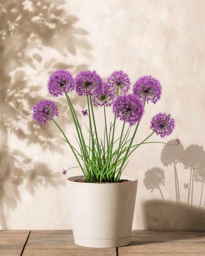 In einem weißen Topf wachsen hohe grüne Allium-Stängel (Lila) mit runden Büscheln kleiner violetter Blüten, die im hellen Tageslicht sanfte Schatten auf eine helle Wand werfen.
