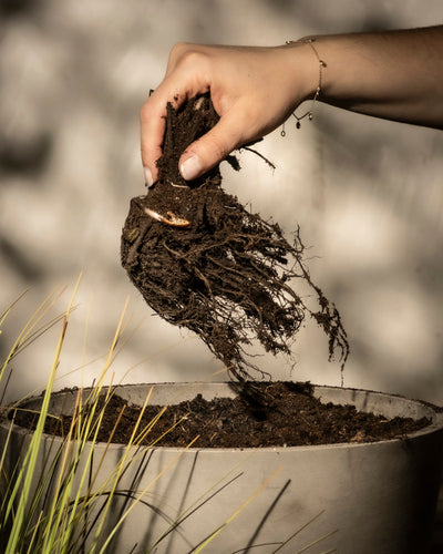 Nahaufnahme einer Hand, die eine Allium-Pflanze (Lila) mit freiliegenden Wurzeln über einem mit Erde gefüllten Topf hält, bereit zum Einpflanzen. Im Vordergrund sind grasähnliche Allium-Pflanzen (Lila) zu sehen.