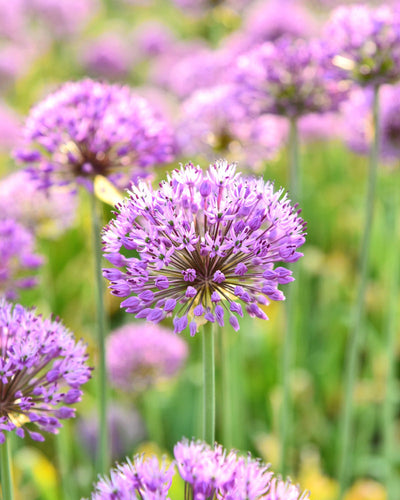 Eine Nahaufnahme eines blühenden Allium (Lila) hebt seine kugelförmigen Büschel kleiner violetter Blüten auf einem hohen grünen Stiel hervor, wobei ähnliche Blüten und grüne Blätter im Hintergrund sanft verschwommen sind.