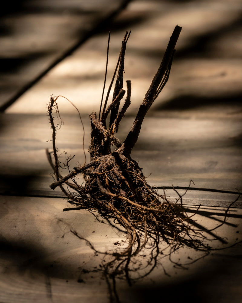 Eine getrocknete Allium-Wurzel (Lila) mit verschlungenen Stängeln liegt auf einer Holzoberfläche, in Sonnenlicht getaucht und von Schatten umgeben.