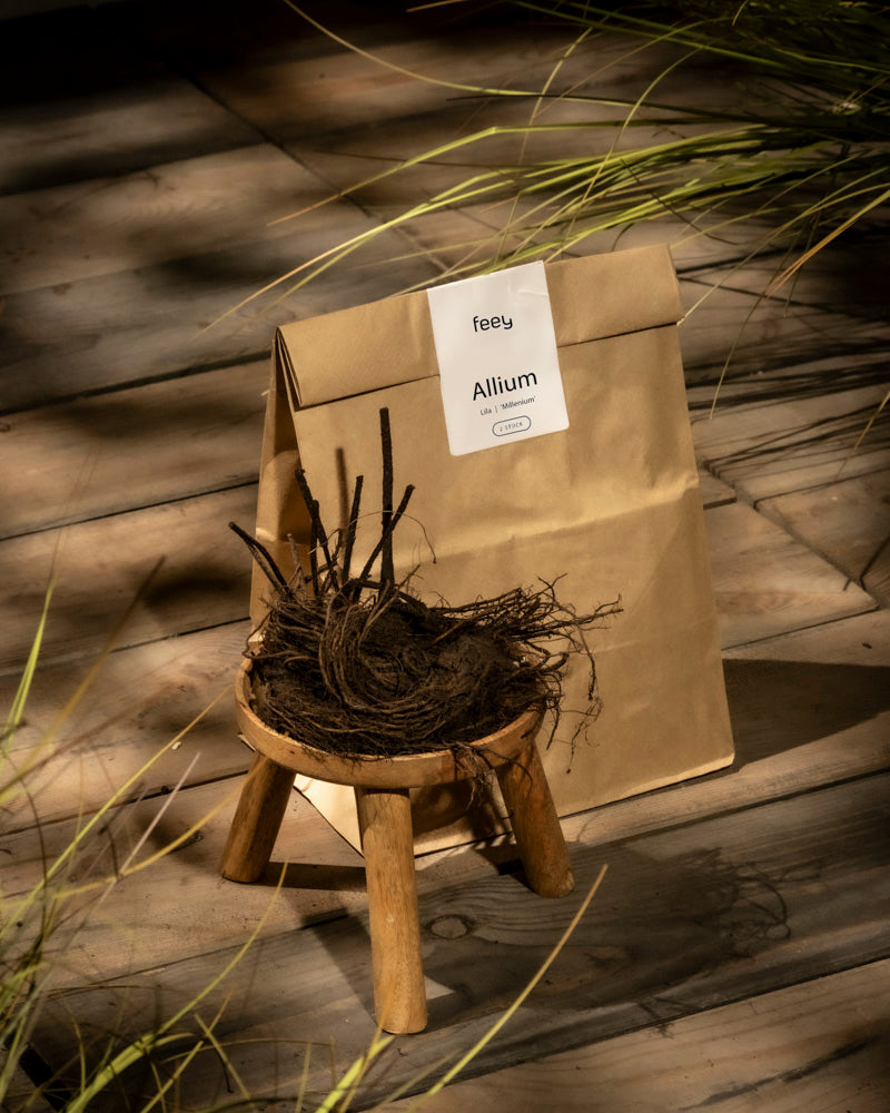 Eine braune Papiertüte mit der Aufschrift „Allium (lila)“ steht auf einer Holzfläche. Zierlauchwurzeln sind auf einem kleinen Holzhocker davor ausgestellt. Sonnenlicht und Gras ergänzen die rustikale Szene.
