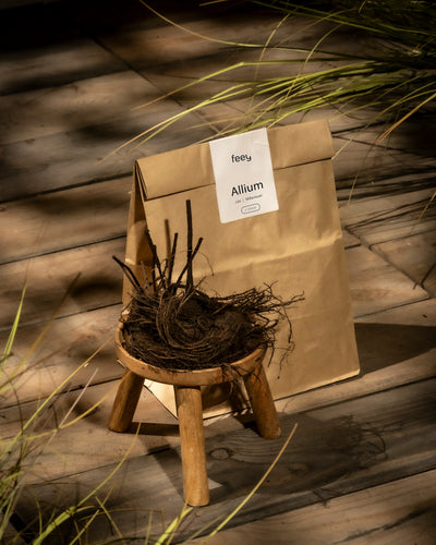 Eine braune Papiertüte mit der Aufschrift „Allium (lila)“ steht auf einer Holzfläche. Zierlauchwurzeln sind auf einem kleinen Holzhocker davor ausgestellt. Sonnenlicht und Gras ergänzen die rustikale Szene.