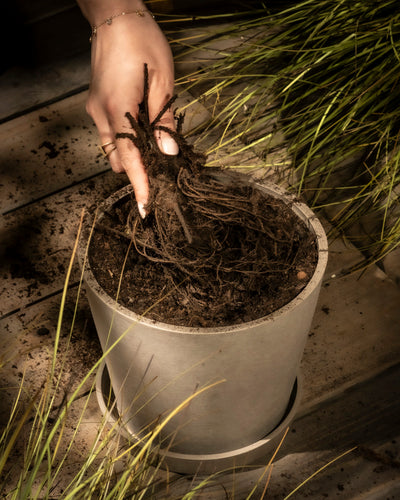 Eine Hand hebt eine Alliumpflanze (Lila) mit freiliegenden Wurzeln aus einem grauen Topf mit Erde. Grüne grasähnliche Pflanzen, verstreute Erde und Alliumzwiebeln stehen auf einer Holzfläche rund um den Topf.