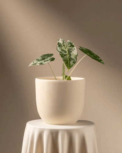 Eine kleine Alocasia micholitziana frydek variegata mit grün und weiß bunten Blättern steht elegant in einem weißen Keramiktopf auf einem runden, mit einem weißen Tuch bedeckten Tisch vor einem sanft beleuchteten, neutralen Hintergrund.