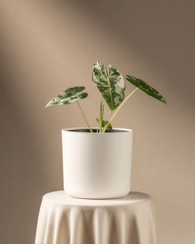 Eine Alocasia micholitziana frydek variegata in einem weißen Topf ruht auf einem runden Sockel, der mit einem beigen Tuch bedeckt ist. Sanftes Licht wirft sanfte Schatten auf einen neutralen Hintergrund und unterstreicht die Schönheit dieses Elefantenohrs mit seinen auffälligen bunten Blättern.