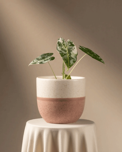 Eine Alocasia micholitziana frydek variegata mit ihren auffälligen grünen und weißen Blättern steht auf einem drapierten Tisch. Ihr Topf weist strukturierte weiße und rosa Farbtöne auf, während weiches Licht Schatten auf den neutralen Hintergrund wirft und das einzigartige Blattwerk der Pflanze hervorhebt.
