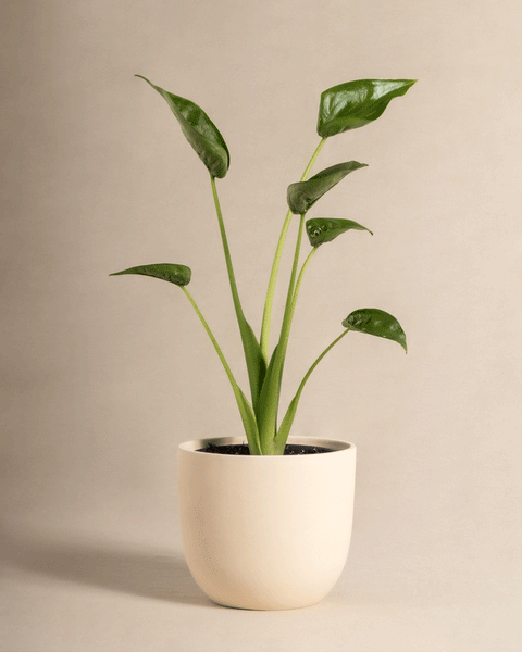 Eine Alocasia 'Tiny Dancer' mit mehreren aufrechten grünen Blättern steht in einem minimalistischen hellen Keramiktopf vor einem schlichten beigen Hintergrund.