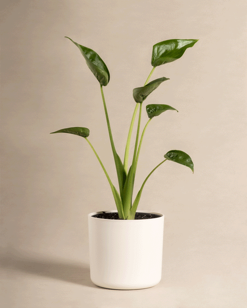 Eine Alocasia 'Tiny Dancer' mit mehreren langen grünen Stängeln steht in einem einfachen weißen Topf vor einem neutralen beigen Hintergrund.