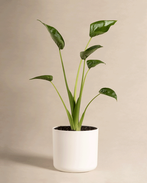 Die Alocasia 'Tiny Dancer', eine grüne Zimmerpflanze mit aufrechten Stängeln und glänzenden Blättern, ist in Weiß getopft und steht vor einem einfarbig beigen Hintergrund.