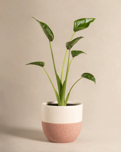 Eine Alocasia 'Tiny Dancer' Zimmerpflanze mit leuchtend grünen Blättern wird in einem stilvollen weiß-rosa Keramiktopf vor einem neutralen beigen Hintergrund präsentiert.