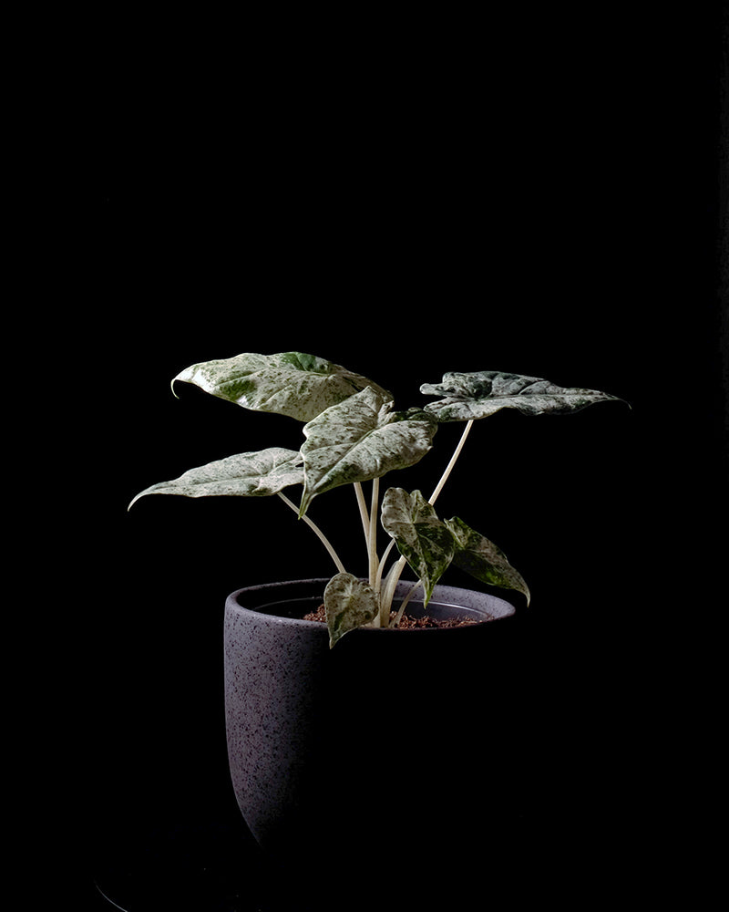 Alocasia macrorrhiza splash in dunklem Keramiktopf von feey vor schwarzem Hintergrund