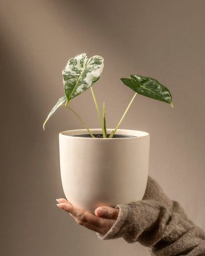 Eine Hand in einem grauen Strickärmel hält einen cremefarbenen Topf mit einer Alocasia micholitziana frydek variegata, die vor einem neutralen beigen Hintergrund drei grüne Blätter mit auffälliger weißer Panaschierung zeigt.