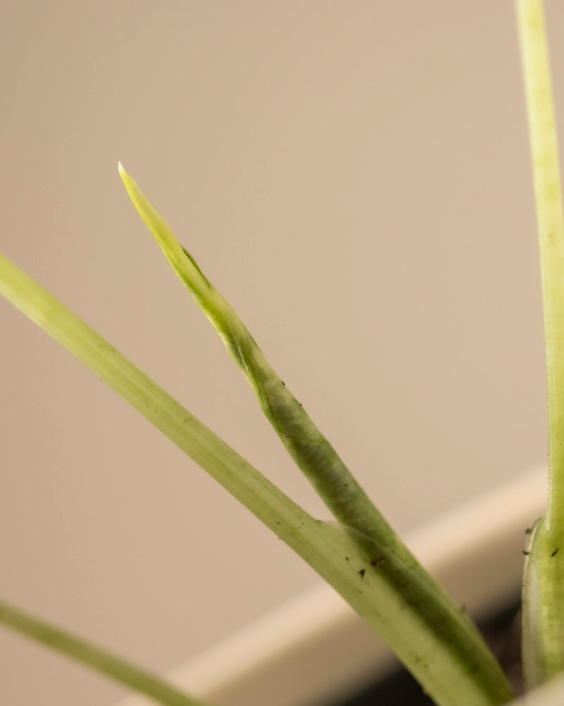 Eine Nahaufnahme eines leuchtenden Blattes der Alocasia micholitziana frydek variegata, dessen spitze Spitze sanft gekrümmt ist und vor einem weichen beigen Hintergrund aus dem Stiel hervorragt. Der Fokus hebt die lebendige grüne Textur und Frische dieses jungen Elefantenohrs hervor.