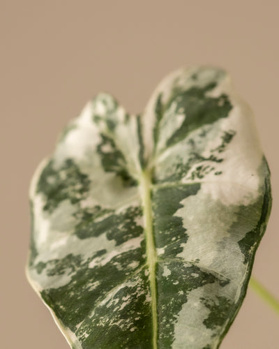 Nahaufnahme eines Blattes der herzförmigen Alocasia micholitziana frydek variegata, auch Elefantenohr genannt. Es weist deutliche grün-weiße Muster auf, die durch eine markante Mittelader auf einem weichen, neutralen Hintergrund hervorgehoben werden.