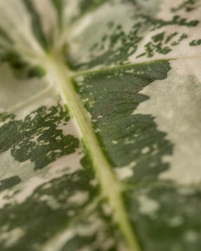 Nahaufnahme eines Blattes der Alocasia micholitziana frydek variegata, das eine Mischung aus grünen und weißen Mustern zeigt. Die Mittelader sticht zwischen den organischen, unregelmäßigen Mustern hervor. Ihre Textur wirkt weich mit sanften Schatten.