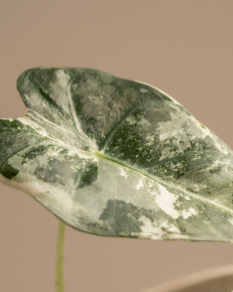 Eine Nahaufnahme eines grünen Blattes der Alocasia micholitziana Frydek Variegata mit weißer Panaschierung und glatter Textur bildet einen schönen Kontrast zu einem beigen Hintergrund und hebt sein einzigartiges Muster und seine natürliche Schönheit hervor.