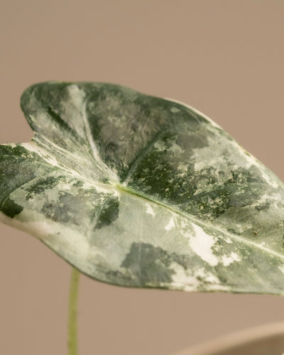 Eine Nahaufnahme eines grünen Blattes der Alocasia micholitziana Frydek Variegata mit weißer Panaschierung und glatter Textur bildet einen schönen Kontrast zu einem beigen Hintergrund und hebt sein einzigartiges Muster und seine natürliche Schönheit hervor.