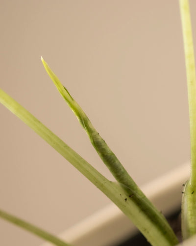 Eine Nahaufnahme eines leuchtenden Blattes der Alocasia micholitziana frydek variegata, dessen spitze Spitze sanft gekrümmt ist und vor einem weichen beigen Hintergrund aus dem Stiel hervorragt. Der Fokus hebt die lebendige grüne Textur und Frische dieses jungen Elefantenohrs hervor.