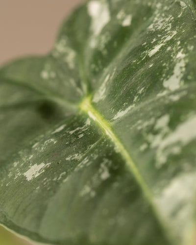 Nahaufnahme eines herzförmigen Blattes der Alocasia micholitziana frydek variegata mit hellgrüner Mittelader und gesprenkelten weißen Flecken. Das Blatt hat eine glatte Textur vor einem neutralen Hintergrund.