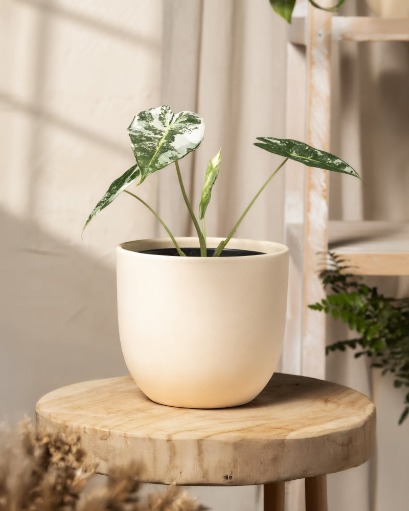 Eine Alocasia micholitziana frydek variegata mit großen, bunten grünen und weißen Blättern steht auf einem Holzhocker. Weichzeichnende Pflanzen und Lichtvorhänge im Hintergrund sorgen für eine gemütliche und ruhige Atmosphäre.