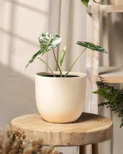 Eine Alocasia micholitziana frydek variegata mit großen, bunten grünen und weißen Blättern steht auf einem Holzhocker. Weichzeichnende Pflanzen und Lichtvorhänge im Hintergrund sorgen für eine gemütliche und ruhige Atmosphäre.