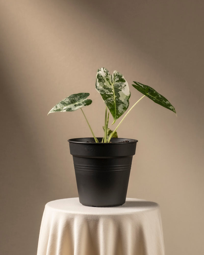 Eine Alocasia micholitziana Frydek variegata mit drei auffälligen bunten Blättern steht elegant in einem schwarzen Topf auf einem weiß gedeckten Tisch, wobei ihre grün-weißen Muster einen schönen Kontrast zum sanften beigen Hintergrund bilden.