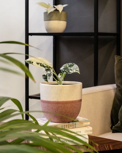 Eine gesprenkelte Alocasia micholitziana frydek variegata in einem Keramiktopf steht auf Büchern auf einem Holztisch. Im Vordergrund ist eine Blattpflanze verschwommen, im Hintergrund stehen ein beiges Sofa und ein Regal mit einem kleineren Pfeilblatt im Topf.