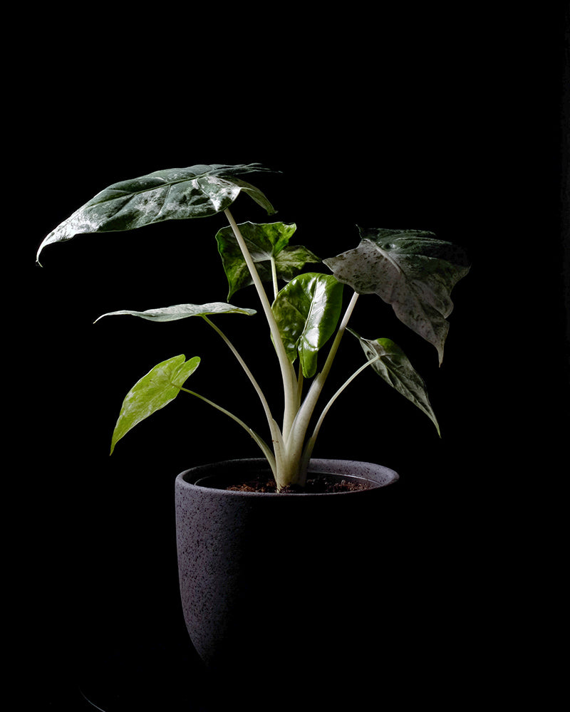 Alocasia odora variegata batik in dunklem feey Keramiktopf vor schwarzem Hintergrund