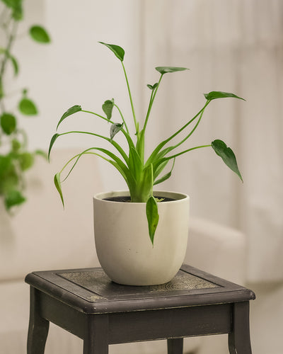 Alocasia tiny dancer im Wohnzimmer