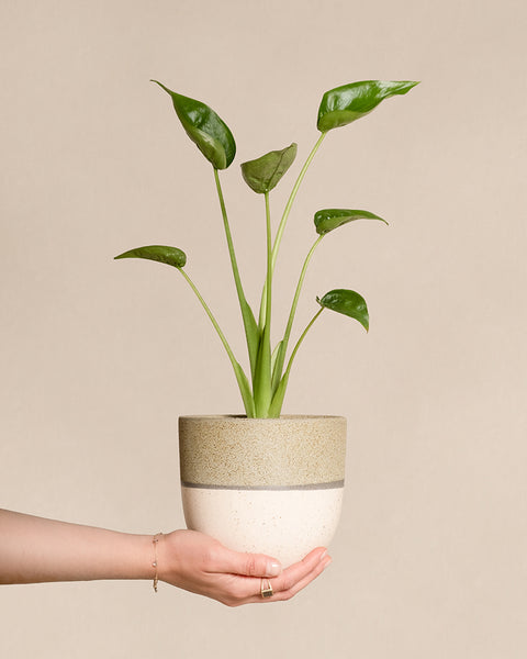 Eine Hand hält eine Alocasia 'Tiny Dancer' in einem cremefarbenen Topf mit einem gesprenkelten beigen Streifen, der einige grüne Blätter vor einem einfarbigen hellbeigen Hintergrund zeigt.