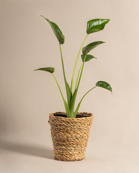 Eine Alocasia 'Tiny Dancer' mit aufrechten Stängeln und breiten Blättern ruht in einem geflochtenen strohfarbenen Korb vor einem schlichten beigen Hintergrund.