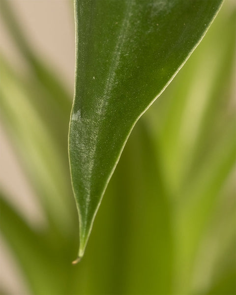 Nahaufnahme eines einzelnen spitzen grünen Blattes von Alocasia 'Tiny Dancer' - feey, mit einem unscharfen Hintergrund aus anderen grünen Blättern für einen weichen, natürlichen Look.