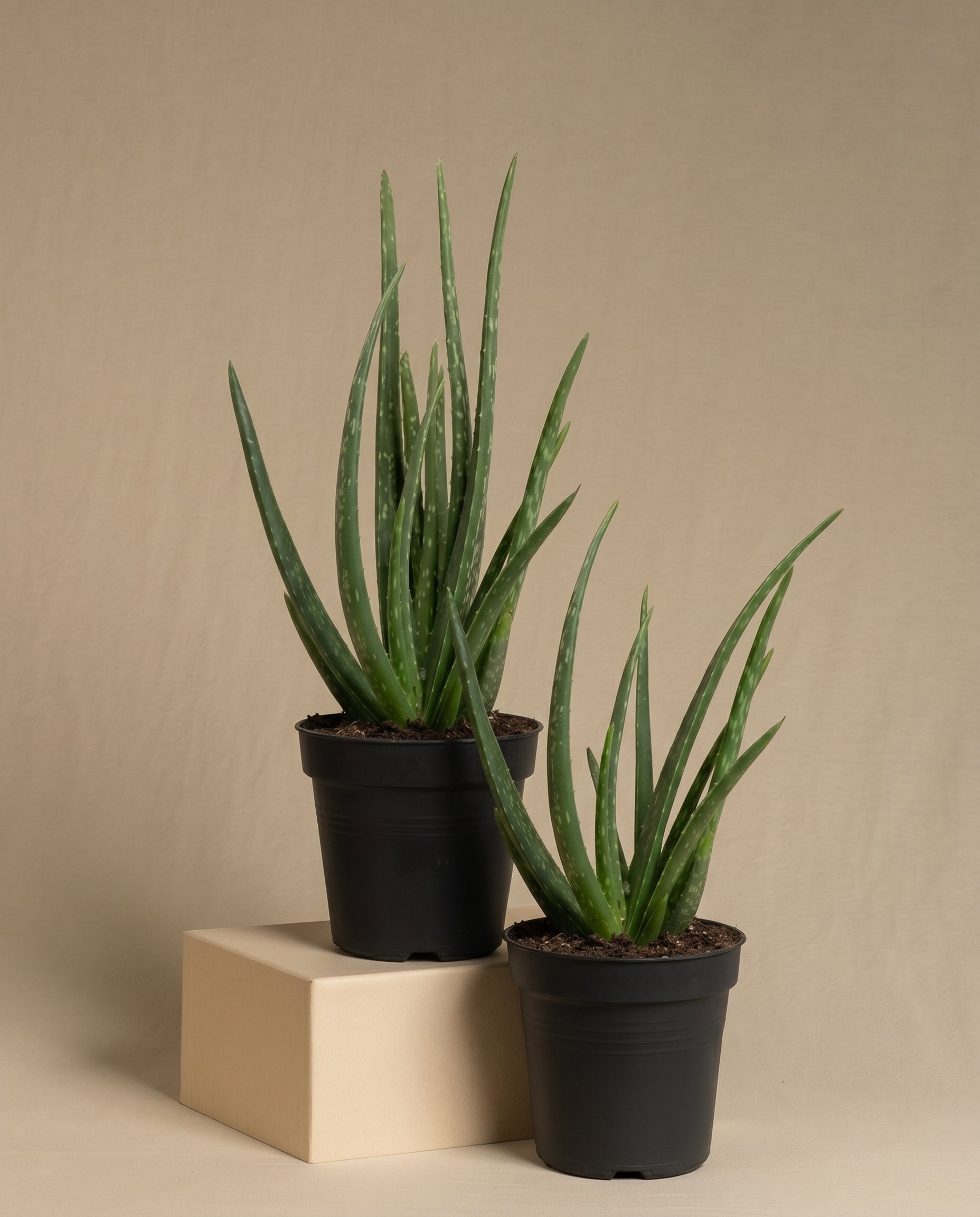 Aloe vera Duo ohne Übertöpfe