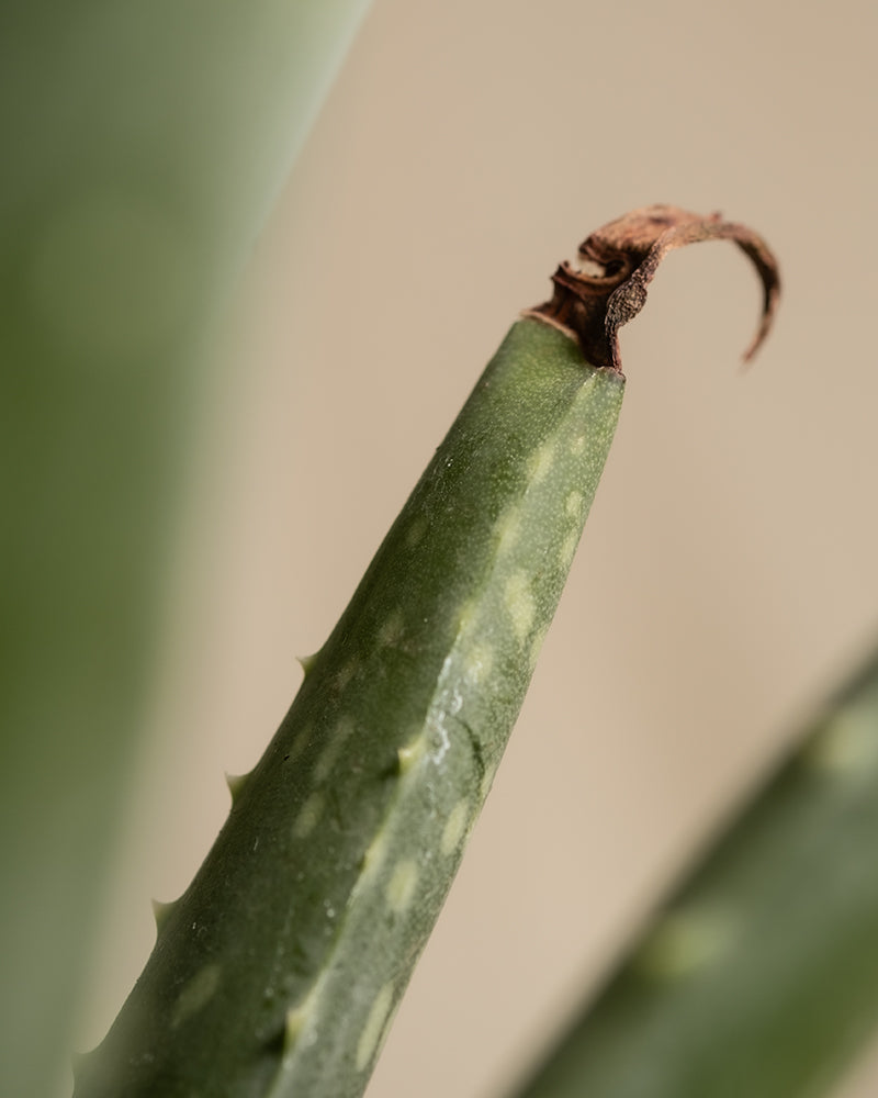 Aloe Vera Detailaufnahme von brauner Spitze.