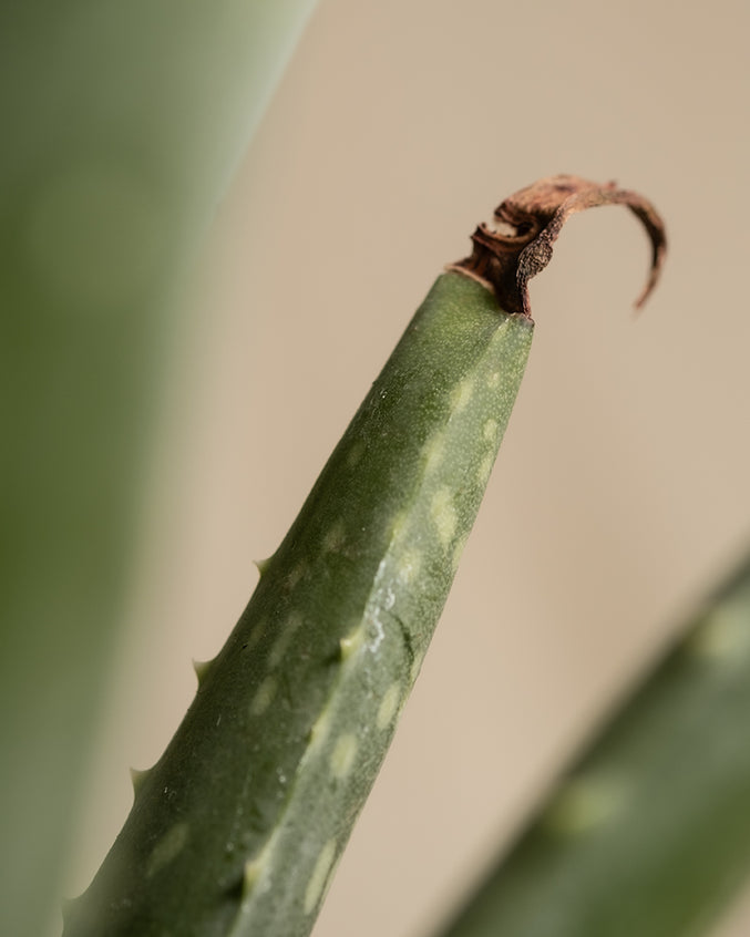 Aloe Vera Detailaufnahme von brauner Spitze.