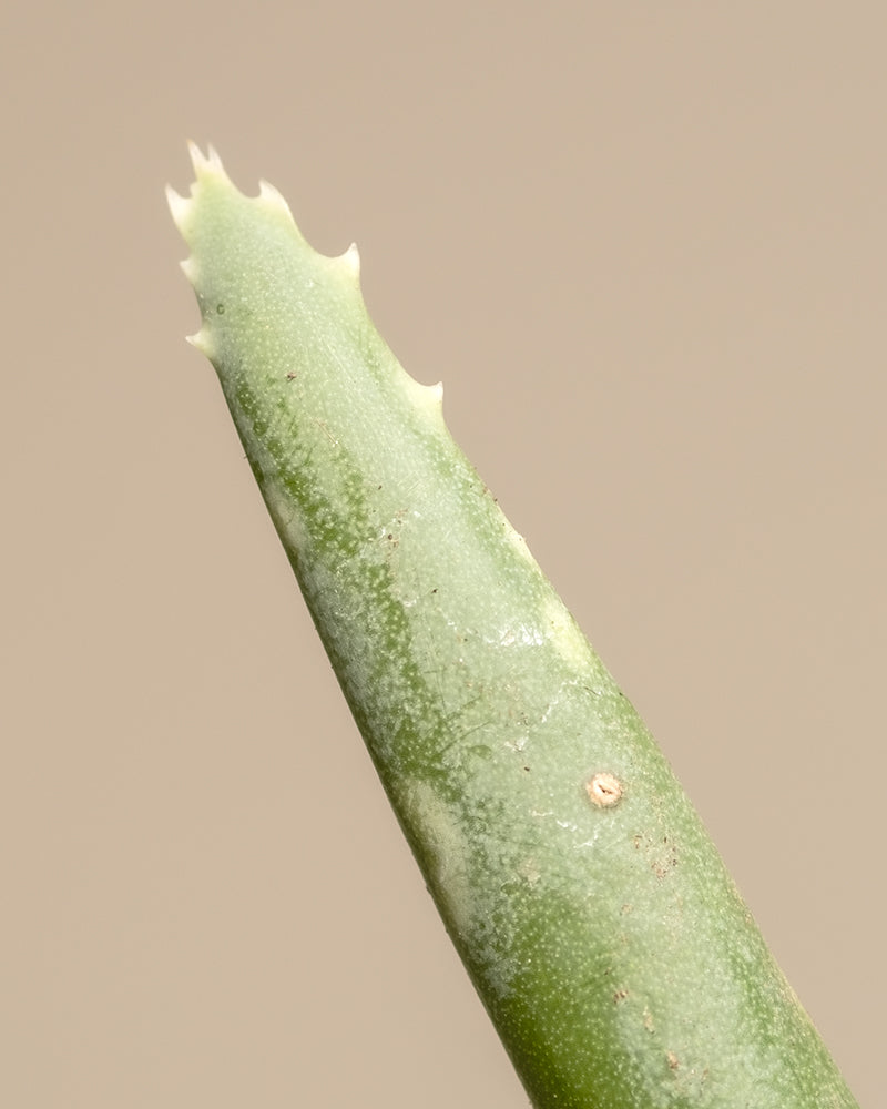 Detailaufnahme einer Aloe Vera, bei der die Struktur und die Zacken gut erkennbar sind.