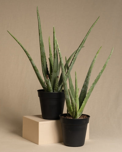 Zwei Aloe Veras ohne Übertöpfe auf beigem Hintergrund.